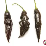 Mr. Hankey (CGN 23209)