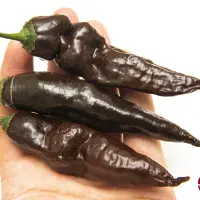 Mr. Hankey (CGN 23209)