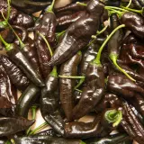 Mr. Hankey (CGN 23209)