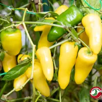 Rocoto, Arequipa Amarillo