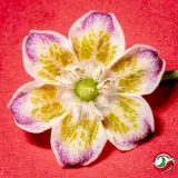 Fatalii’s Hundred Wonders