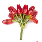 Turkish Flower Pepper
