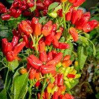 Turkish Flower Pepper