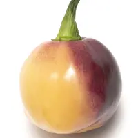 Purple Peach (CGN 21500)