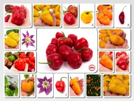 Rocoto Mix (Dehydrated Chili)– 240g