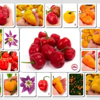 Rocoto Mix (Dehydrated Chili)– 240g