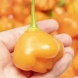 Aji Fantasy Apricot