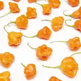 Aji Fantasy Apricot