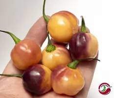 Purple Peach (Dehydrated Chili)– 100g