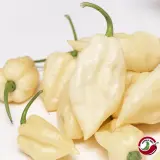 Hot Halloween (Seed Kit)