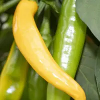 Cayenne, Yellow