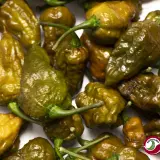 Mustard Ghost Scorpion