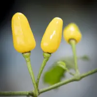 Pimenta de Cheiro do Para