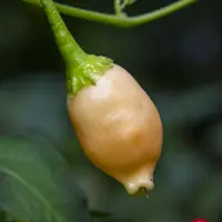 Sugar Rush Peach Bullet