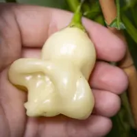 Aji Fantasy, Sparkly White