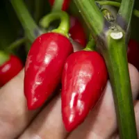 Aji Picante