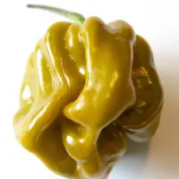Habanero, Mustard