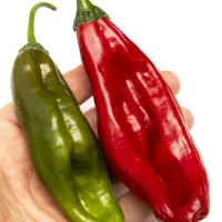 Aji Chicotillo