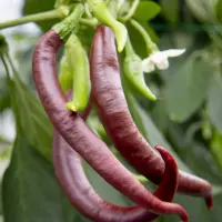 Cayenne Chocolate