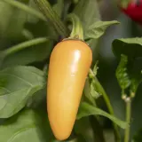 Jalapeno, Multicolor