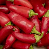 Jalapeno, Multicolor