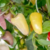 Jalapeno, Multicolor