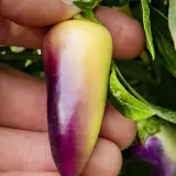 Jalapeno, Multicolor