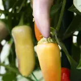 Jalapeno, Multicolor