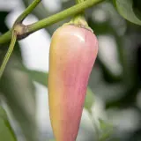 Jalapeno, Multicolor