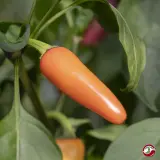 Jalapeno, Multicolor