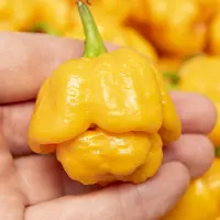 Moruga, Yellow