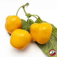 Rocoto, Sukanya White Flower