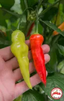 Aji Cristal (Dehydrated Chili)– 200g