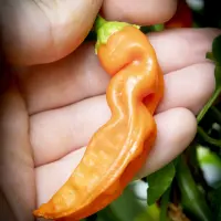 Aji Golden