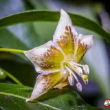 Capsicum flexuosum Monteiro Lobato