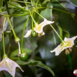 Capsicum flexuosum Monteiro Lobato