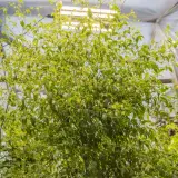 Capsicum flexuosum Monteiro Lobato