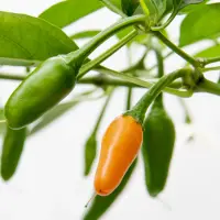 Short Yellow Tabasco