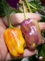 Bolivian Rainbow, Sweet Giant (F6)