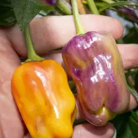 Bolivian Rainbow, Sweet Giant (F6)