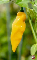 Aji Limo Yellow