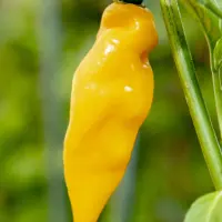 Aji Limo Yellow