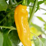 Aji Limo Yellow
