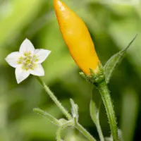 Cumari Amarillo, White Flower