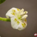 Cumari Amarillo, White Flower