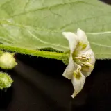 Cumari Amarillo, White Flower
