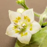 Cumari Amarillo, White Flower