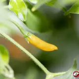 Cumari Amarillo, White Flower