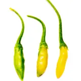 Cumari Amarillo, White Flower