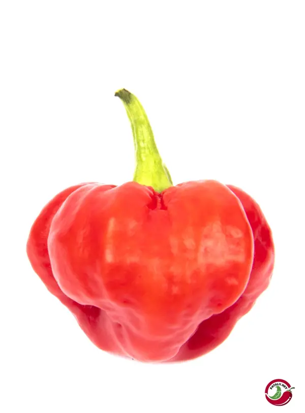 Scotch Bonnet MOA Red